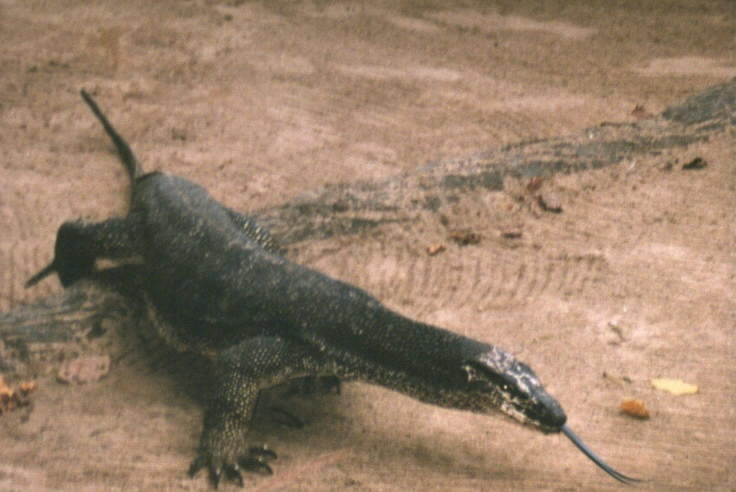 Diamond Lizard